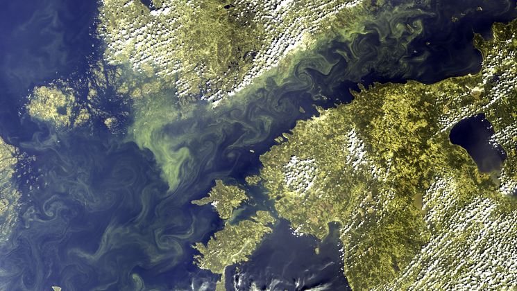 cyanobacteria bloom 16. July 2018 Copernicus Sentinel-3 OLCI image